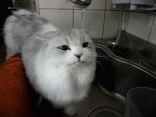 猫猫水龙头喝水动态图片:猫猫