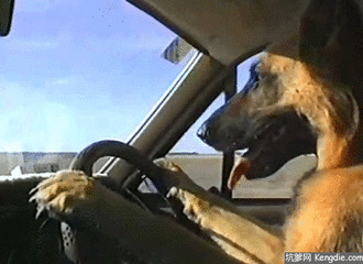 狗狗开车动态图:狗狗