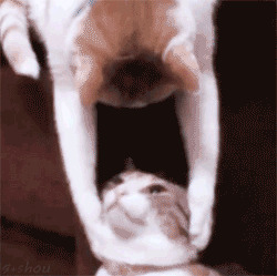 猫咪玩亲亲搞笑图片:猫猫