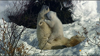 小北极熊和妈妈gif图:北极熊