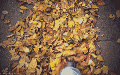 走在铺满枯叶的街道闪图:枯叶