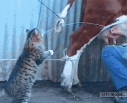 猫猫喝牛奶搞笑动态图:猫猫