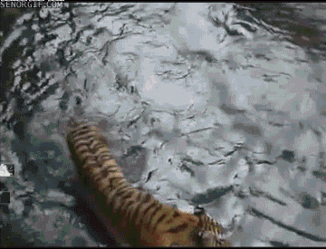 推同伴落水搞笑图片:老虎