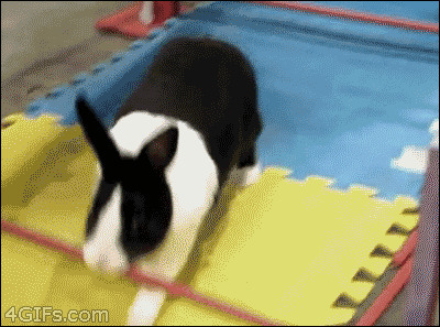 聪明的兔子搞笑图片:兔子