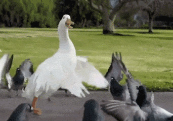大白鹅跳舞动态图片:大白鹅