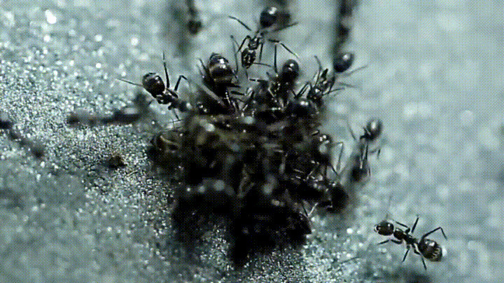 黑蚂蚁寻食动态图片:蚂蚁