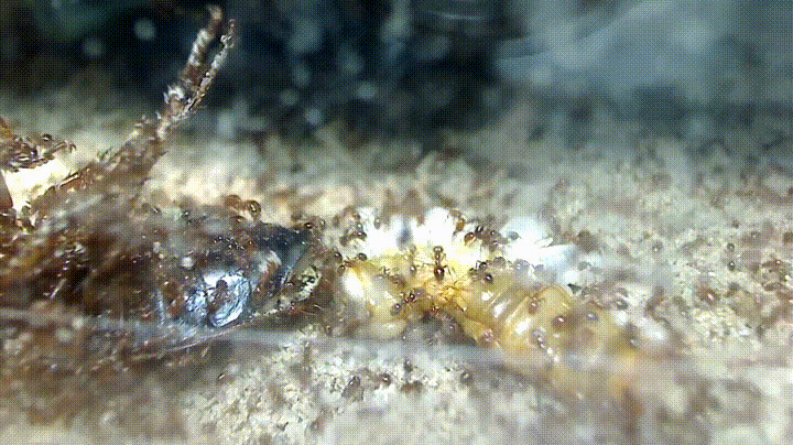 蚂蚁运食动态图片
