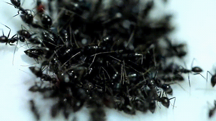 蚂蚁聚会动态图片:蚂蚁