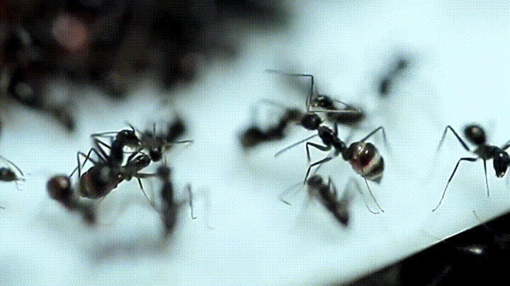大肚子毒蚂蚁动态图片:蚂蚁
