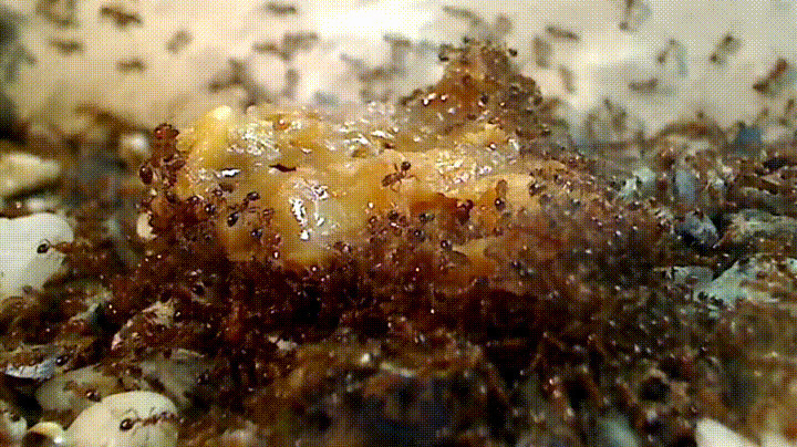 蚂蚁吃美食动态图片:蚂蚁