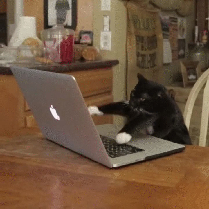 猫猫玩电脑游戏闪图:猫猫