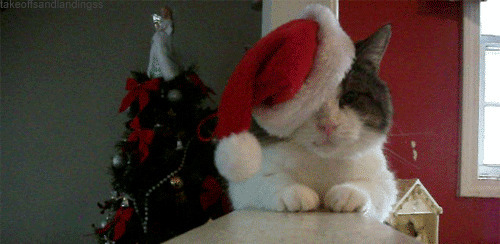 猫咪戴圣诞帽gif图:猫猫