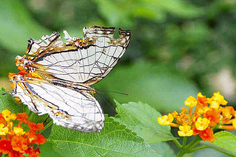 蝴蝶采花蜜动态图片