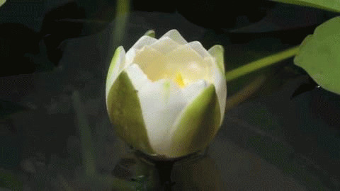 白睡莲花动态图片