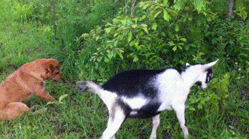 吃草的狗狗动态图片:狗狗