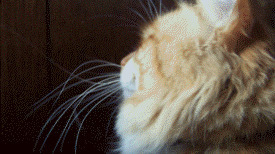 猫咪鄙视表情图片:猫猫