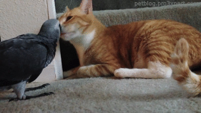 鹦鹉和猫咪动态图:猫猫