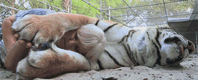 与老虎同眠动态图片:老虎