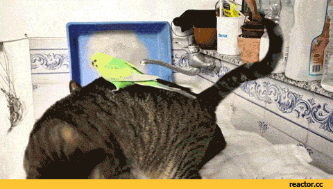 鹦鹉骚扰猫咪搞笑图片