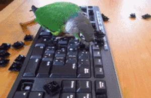 鹦鹉拆键盘搞笑图片:鹦鹉