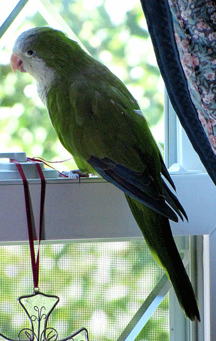 漂亮的绿色鹦鹉gif图:鹦鹉