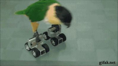 鹦鹉学溜冰gif图:鹦鹉