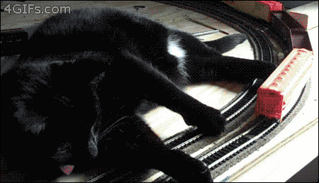 猫咪玩电动火车搞笑图片:猫猫