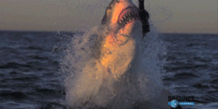 大鲨鱼猎食动态图:鲨鱼