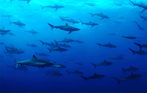 深海鲨鱼群gif图:鲨鱼