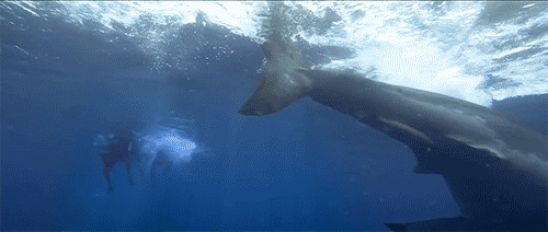 人与鲨鱼零距离动态图:鲨鱼
