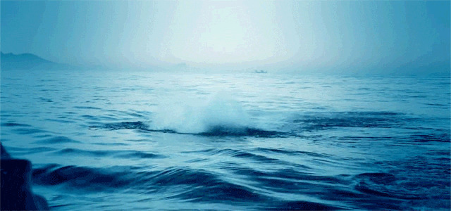 大鲨鱼海上翻滚gif图:鲨鱼