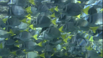 海底美丽鱼群动态图:鱼群
