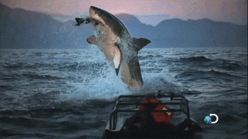 鲨鱼跳跃猎食动态图:鲨鱼