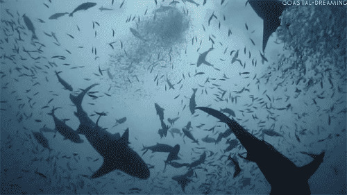 海洋壮观鲨鱼群动态图:鲨鱼