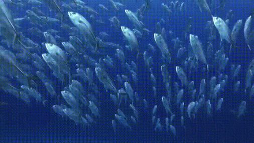 鱼儿成群结队动态图:鱼群