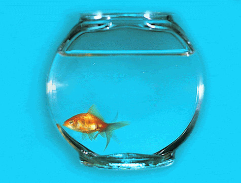 鱼缸里的金鱼动态图