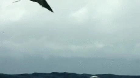 老鹰海面猎食动态图:老鹰