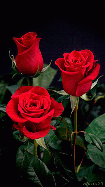 鲜艳的红玫瑰动态图:玫瑰花