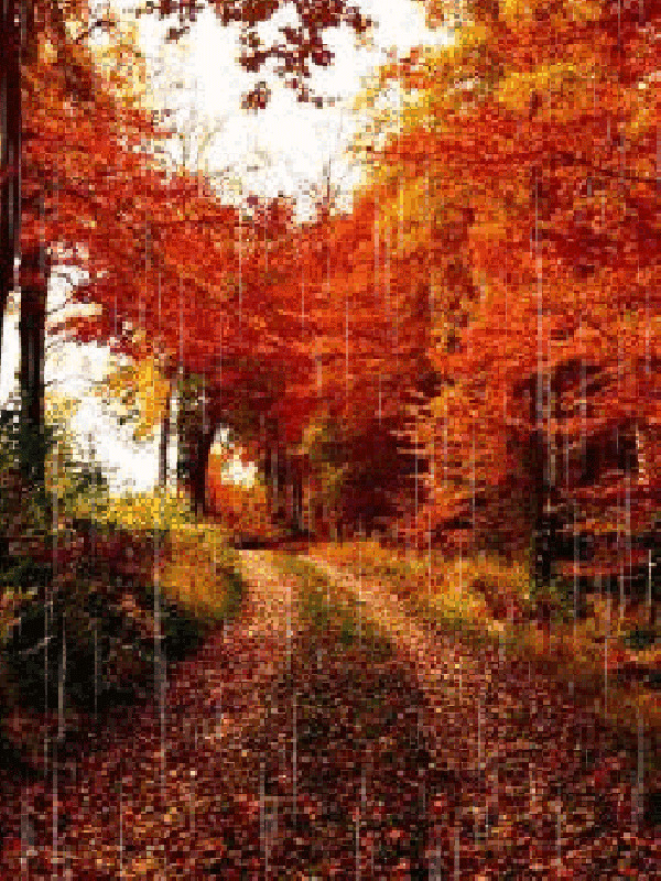 红叶铺满的山路唯美图片:红叶