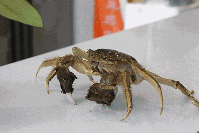 餐桌上的螃蟹动态图片:螃蟹