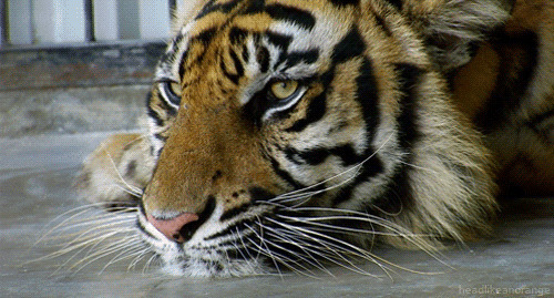 大老虎眨眼睛动态图片:老虎