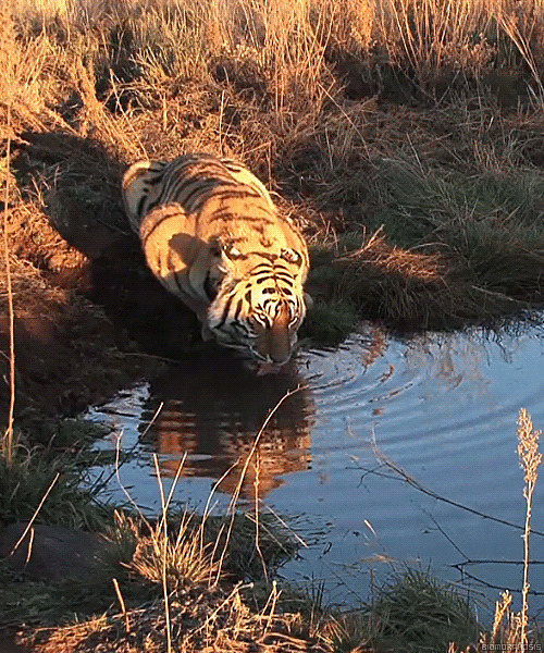 老虎溪边喝水动态图:老虎