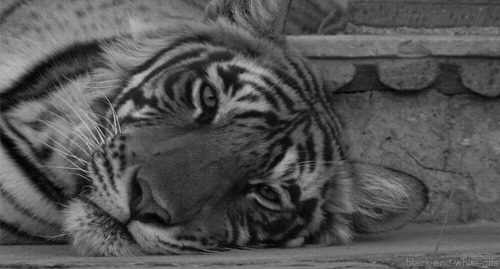 老虎眨眨眼gif图:老虎