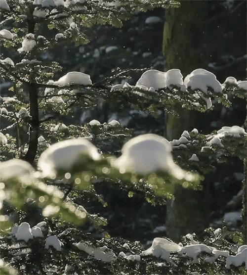 冬天树上的积雪gif图:雪景