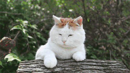 犯困的猫猫和樱桃动态图片:猫猫