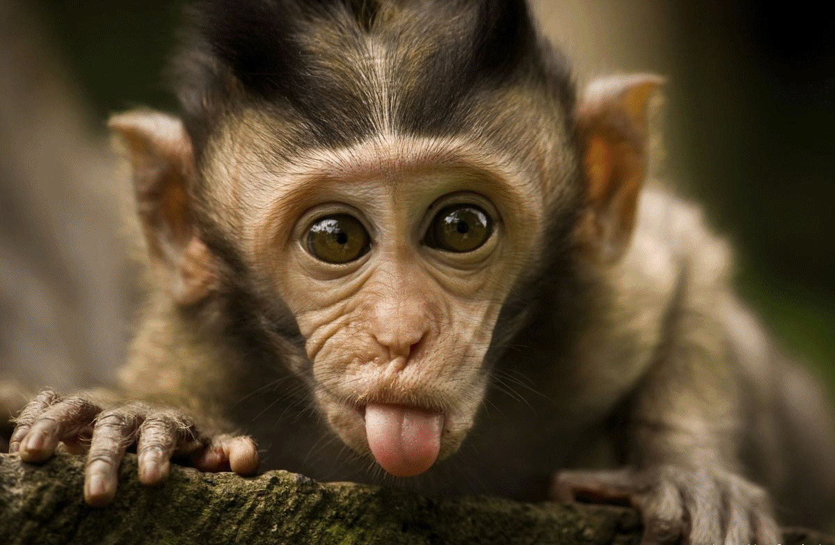 调皮的小猴子动态图:猴子