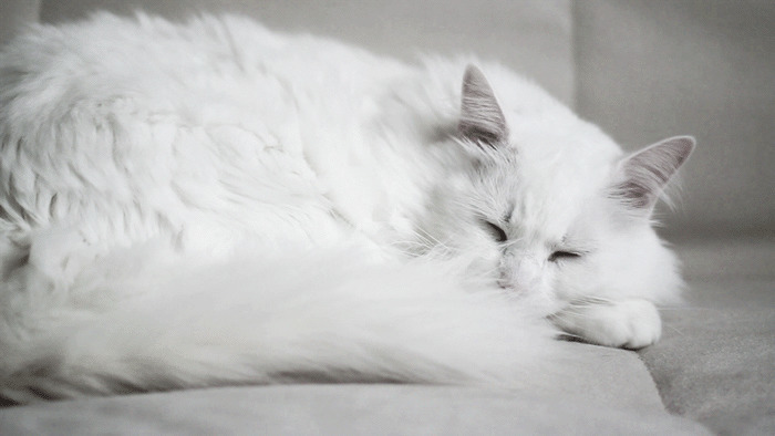 大白猫打瞌睡gif图:猫猫