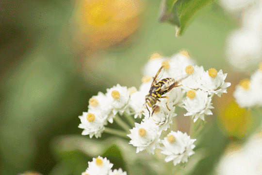 蜜蜂采花动态图片:蜜蜂