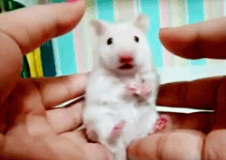 可爱小仓鼠gif图片:仓鼠