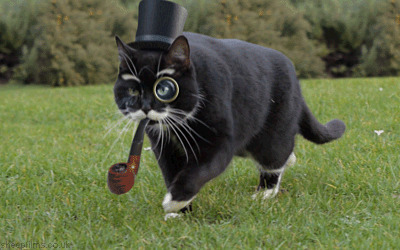 黑猫博士搞笑动态图片:猫猫